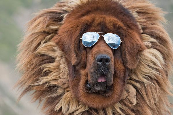 Su, Keren 아티스트의 Tibetan Mastiff wearing sun glasses-Tibet-China작품입니다.